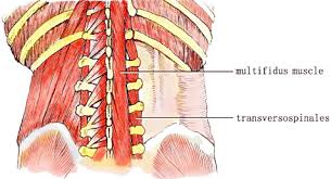 Within this group of back muscles you will find the latissimus dorsi, the trapezius, levator scapulae and the rhomboids. Anatomy Of The Deep Fascial Muscles Of The Low Back Download Scientific Diagram