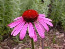Echinacea, purple coneflower 'ruby star'. Purple Coneflower Magnus And Rubinstern Behnke Nurseries Gardening Blog