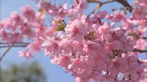 Ada banyak pemandangan yang bisa dinikmati di tempat ini, antara lain pemandangan alam dari bunga sakura serta berbagai pepohonan yang menghiasi taman, juga. 8 Spot Melihat Bunga Sakura Unik Di Jepang Matcha Situs Wisata Jepang