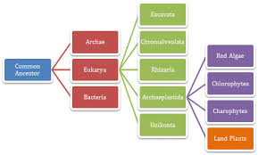 Classification Malus Domestica
