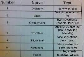 cranial nerve testing chart athletic training state