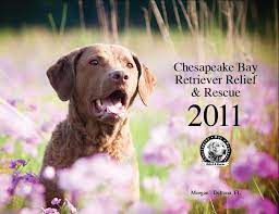 Chesapeake Bay Retriever Relief Rescue Home Page Chesapeake Bay Retriever Retriever Chesapeake