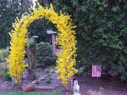 Prune Forsythia Into An Arch Garden Web Flower Garden Forsythia