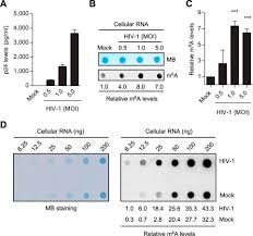 5 3 = 1 2 3. Hiv 1 Envelope Proteins Up Regulate N6 Methyladenosine Levels Of Cellular Rna Independently Of Viral Replication Journal Of Biological Chemistry
