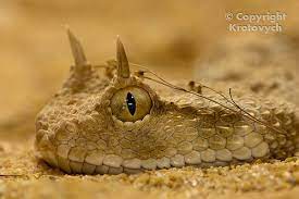 Cerastes Cerastes Desert Horned Viper C Cerastes Venom Is Not Very Toxic Although It Is Reported To Be Similar In Act Reptiles And Amphibians Viper Animals