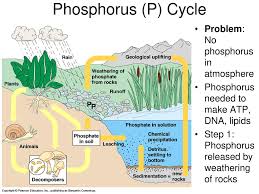 The phosphorus cycle is involved in the recycling of phosphorus in the ecosystems. Cycles Of The Earth Biogeochemical Cycles Phosphorus Cycle Ppt Download