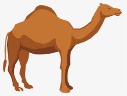 Panties, bikini, shorts) in the shape of a woman's labia, vaguely reminiscent of a camel's toes. Free Camel Clip Art With No Background Clipartkey