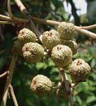 Image result for Croton steenkampianus