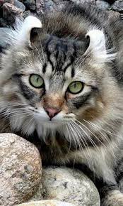 That is why after years in the automotive industry we launched exotic car trader. 51 Bengal Cats For Sale Ideas Bengal Cat For Sale Cats Bengal Cat