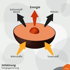 Die innere atmung ist der prozess des abbauens von nahrung in gegenwart von sauerstoff auf azellulärer ebene, um energie zu erzeugen. Atmung So Funktioniert Die Atmung Biologie Alpha Lernen Br De