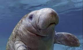 Manatees are sometimes called sea cows, and their languid pace lends merit to the comparison. Manati Manati Animals Puerto Rico