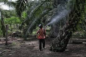 Jenis pemeliharaan bibit kelapa sawit tanaman kelapa sawit. Siapa Bilang Nggak Bisa Ini Cara Tanam Kelapa Sawit Di Pulau
