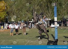 Vaqueiro Ga&uacute;cho Num Rodeio a Cavalo Num Espet&aacute;culo Na Argentina Foto de  Stock Editorial - Imagem de animal, mulher: 296193363