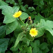 Image result for Sonchus oleraceus