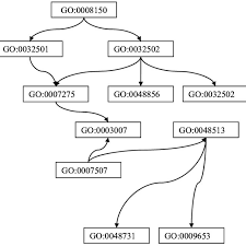 Ancestor Chart View Of Go Analysis Download Scientific Diagram