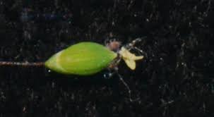 Image result for Panicum chambeshii