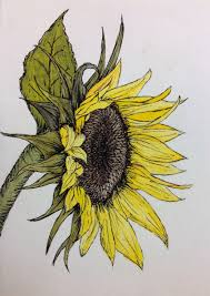 Watercolor Ink Flower Drawing Watercolor Sunflower Watercolor And Ink