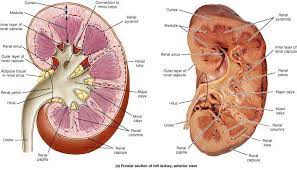 Urinary System Medical Anatomy Human Anatomy And Physiology Renal Physiology