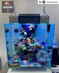 46 Liter Riffaquarium Liter Riffaquarium Saltwater Aquarium Fish Coral Aquarium Saltwater Aquarium