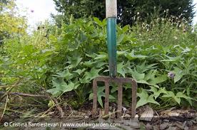 It S Time To Harvest Sweet Potatoes Outlaw Garden