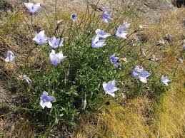 Image result for Wahlenbergia krebsii