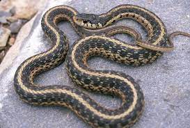 Pit vipers have fangs that fold against the roof of the mouth. Summer Season Is Also Snake Season In Georgia Local News Albanyherald Com