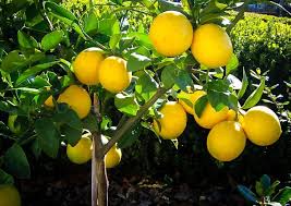 Lemon art flower art drawings tree illustration illustration watercolor trees flower drawing lemon watercolor lemon flowers. Meyer Lemon Tree Guide The Tree Center