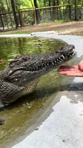 Image result for Nile Blue 1988 ARO