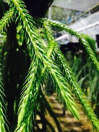 Image result for Xerophyta squarrosa