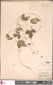 Image result for Vigna hosei