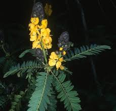 Image result for Peltophorum africanum