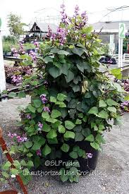Image result for Lablab purpureus