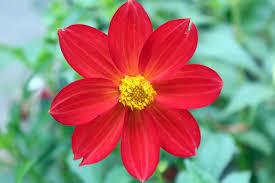 Image result for Dahlia x pinnata `Redskin`