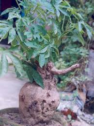 Image result for Ipomoea involucrata