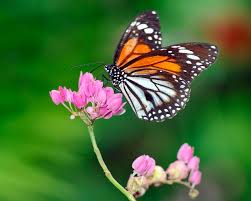 Black Veined Tiger Black Veined Tiger Photos Black Veined Tiger Pictures Butterfly Pictures Beautiful Butterflies Butterfly Photos