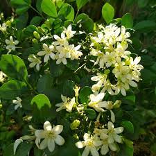 Once upon a time there was a wise king. Jual Tanaman Hias Bunga Kemuning Di Lapak Wahid Jaya Lancar Bukalapak