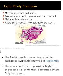 Golgi apparatus got the status as an organelle of the cell only after electron microscopic studies performed in early 1950. Function Of Golgi Complex In 2 Lines Brainly In