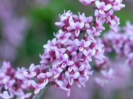 We did not find results for: Jacaranda Tree Plant Care And Growing Guide