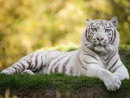 Mimpi harimau biasanya muncul dalam mimpi yang sarat dengan simbolisme kekuatan dan tekad. Apa Arti Harimau Terlihat Dalam Mimpi Apa Mimpi Harimau