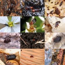 These moths are considered to be pests that feed on cruciferous crops. Pdf Evolution Of Feeding Habits Of Sap Beetles Coleoptera Nitidulidae And Placement Of Calonecrinae