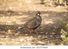 Image result for Alectoris rufa