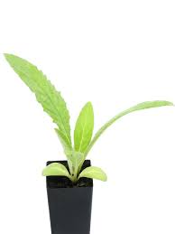 Check spelling or type a new query. Artichoke Green Globe Plant Mudbrick Herb Cottage