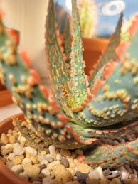 Image result for Aloe zebrina