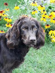 Image result for německý křepelák postava