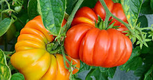 Maybe you would like to learn more about one of these? 21 Of The Best Heirloom Tomato Varieties Gardener S Path