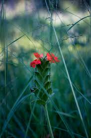 Image result for Crossandra greenstockii