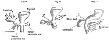 The biliary system, including the liver, pancreas and gallbladder, form a part of the body's digestive system that is responsible for nutrient absorption and waste disposal. The Human Liver Gallbladder And Pancreas Are Next Door Neighbors Download Scientific Diagram