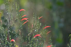 Image result for Acanthaceae