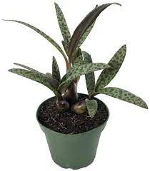 Ola, hoje venho mostrar pra voces a minha plantinha bulbosa e pedir ajuda de voces com relaçao as estas caracteristicas que venho observando nela.esta. Amazon Com Silver Squill Ledebouria Socialis Starter Houseplant Garden Outdoor