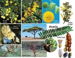 The willow acacia is a sizeable thornless shrub or small weeping tree with slender linear leaves, brown seed pods, and yellow puffball flowers. Acacia Tree Article About Acacia Tree By The Free Dictionary